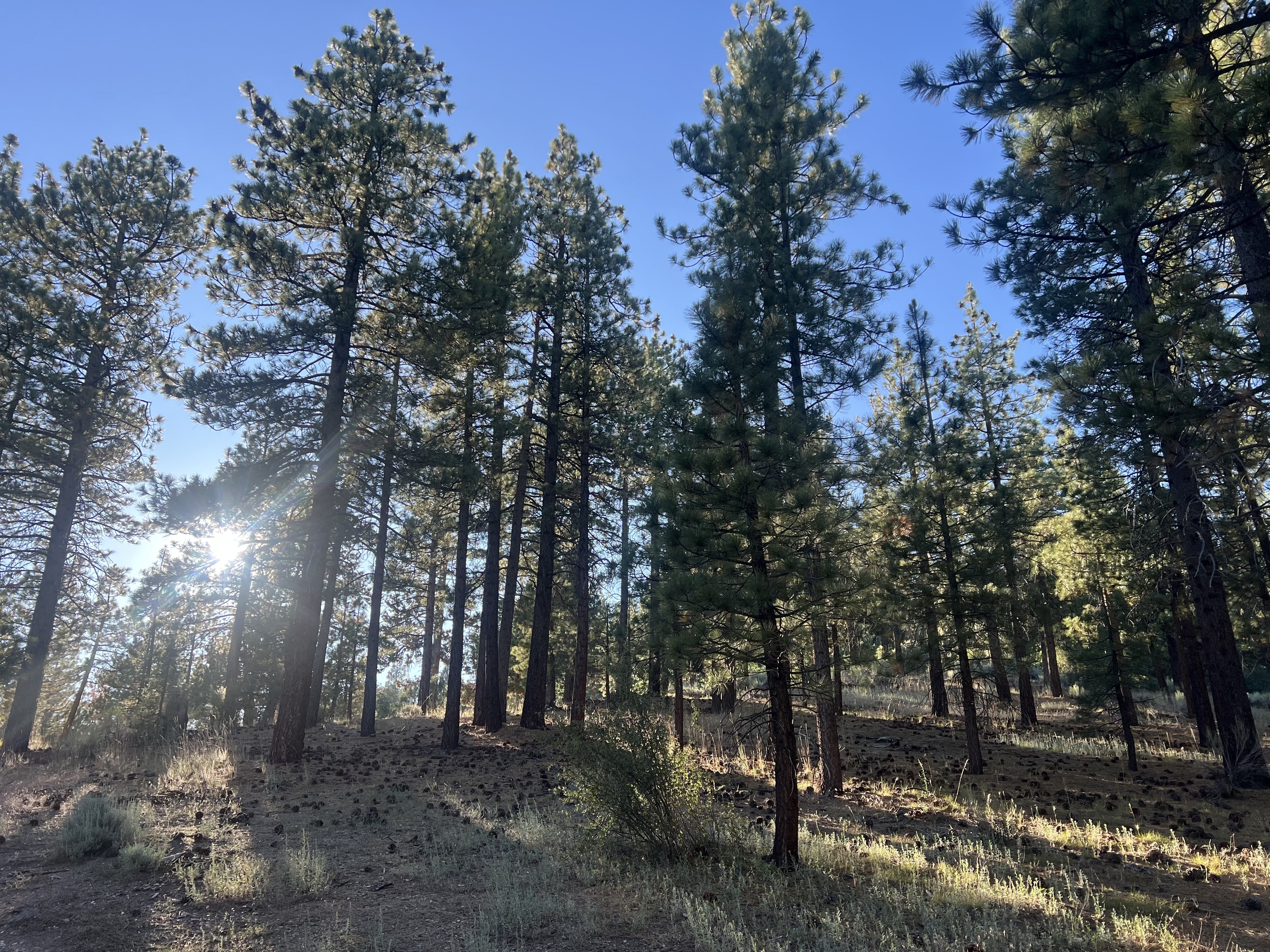 Sunbeams through pine needles in Big Bear, California